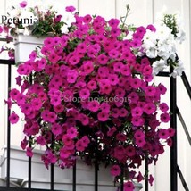 Heirloom Beautiful Rose Red Petunia Bonsai Flowers 100 Seeds Gardening - £10.65 GBP