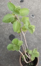 Cuban Oregano Herbaceous Plant, app 12in, Multibranch - $10.48