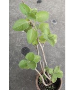 Cuban Oregano Herbaceous Plant, app 12in, Multibranch - $14.37 CAD