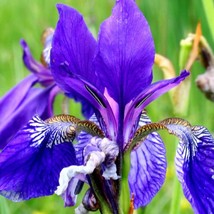 Siberian Iris Seeds Organic Iris Sibirica Seeds Purple Flower Siberian Flag Gard - $7.98