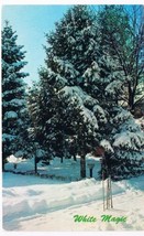 Quebec Postcard Snow On Trees Winter Wonderland White Magic - £1.69 GBP
