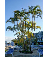 ARECA PALM Dypsis Lutescens, golden cane palms ornamental fence seed 30 ... - £7.96 GBP