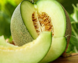 Rocky Ford Green Cantaloupe Seeds Netted Honeydew Flesh Melon Fruit Seed  - $5.93