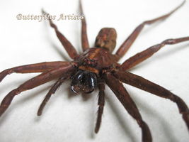 Jungle Huntsman Heteropoda Jugulans Australian Spider Framed Entomology ... - $89.99