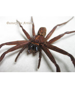 Jungle Huntsman Heteropoda Jugulans Australian Spider Framed Entomology ... - $122.23 CAD