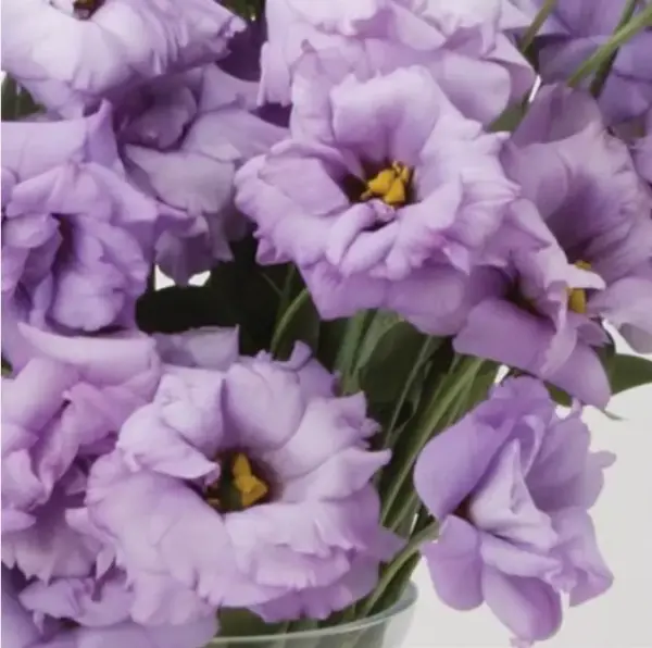 Fresh Lisianthus Seeds Light Purple Dark Purple Mix - 15 Seeds Annual Garden - £9.40 GBP