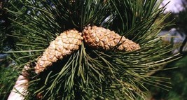 Pinus Nigra Caramaniaca Austrian Pine Tree Seeds #GRG03 - £14.40 GBP