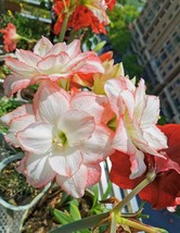 2 Amaryllis Vittata Bulbs Fw95210-2 Garden - £33.83 GBP