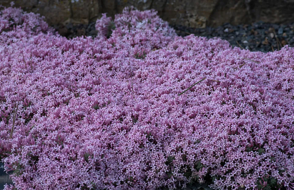 1,000 Creeping Thyme Seeds Beautiful Blooms Dwarf 6 Inch Variety - £7.11 GBP