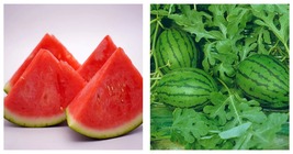 &#39;Xiaoyu Peeling&#39; Series Watermelon Seeds 5 Bags (20 Seeds / Bag) - £30.03 GBP