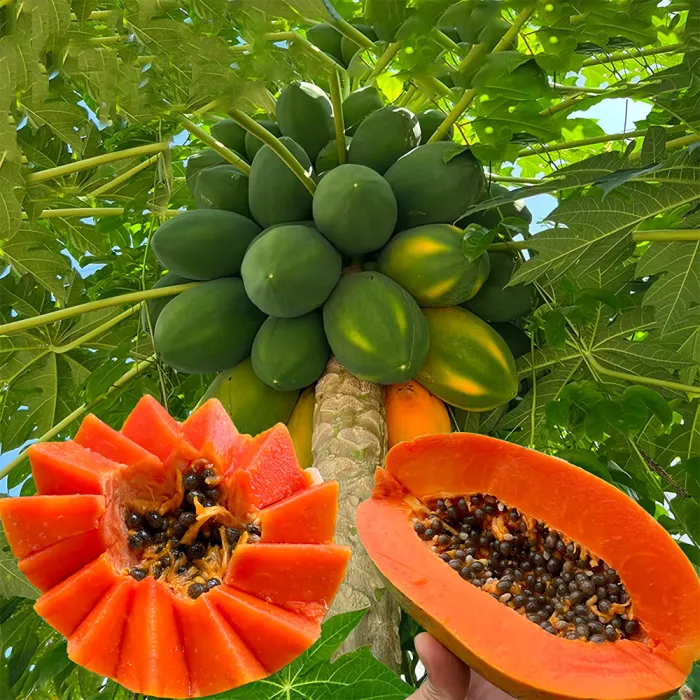 20 Premium Papaya Fruit Seeds for Garden - £12.22 GBP