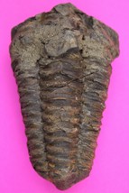 Trilobite Fossil 450 Million Years Old Morroco Guaranteed Real Dino Girl... - $570.90 MXN