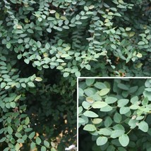 AD 15 Seeds Creeping Fig House Flowers Home Garden - $252.42 MXN