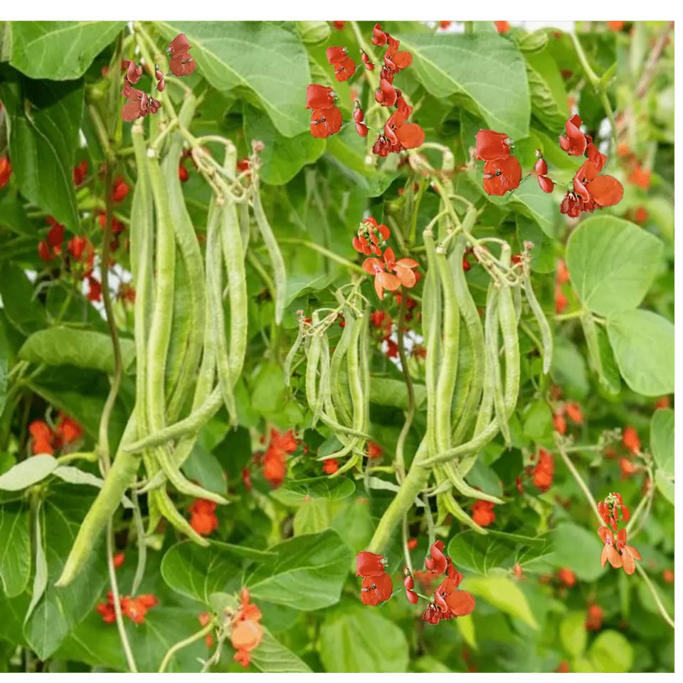 KingStore 10 Bean Approximately Pole Beans Scarlet Runner Non-Gmo Planti... - £7.77 GBP