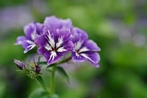 120 Seeds Phlox Sugar Stars Heirloom Purple Self Sows Perennial Flower - £7.57 GBP