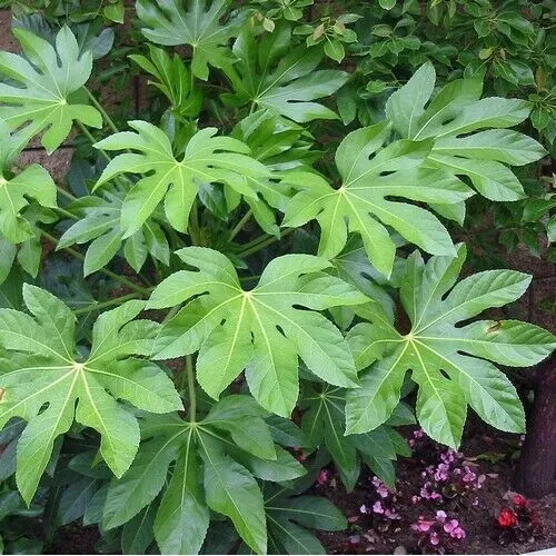 Japanese Aralia Plant Seeds (Fatsia Japonica) 25 Seeds Authentic - $10.98