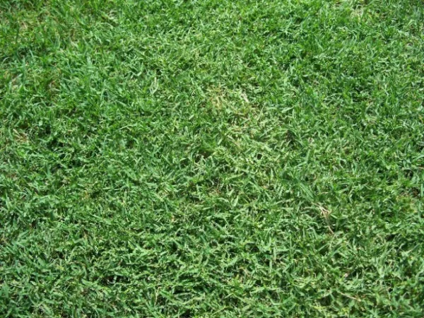 Bermuda Grass Seed Hulled And Coated (1 Lb. Pack) Common Bermuda Seed Garden - £34.37 GBP