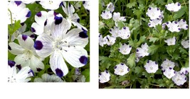 600 Seeds! Five-Spot / Buffalo Eyes Nemophila Native Sun or Shade Spring  - £21.17 GBP