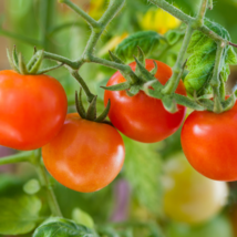 &#39;Colorful Cherry&#39; Indeterminate Tomato Organic - 300 Seeds - $5.92