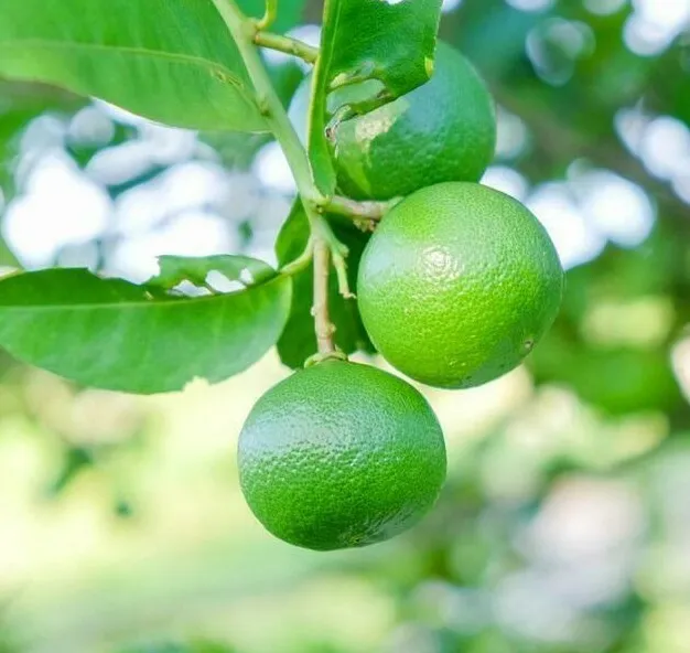Dwarf Mexican Key Lime Tree Live Citrus Plant 26-30&quot; Tall 1 Gallon - £110.31 GBP