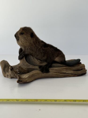 Primary image for Beautiful Adorable Baby Beaver Kit Taxidermy Mount Art Wildlife #3