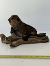 Beautiful Adorable Baby Beaver Kit Taxidermy Mount Art Wildlife #3 - £351.82 GBP