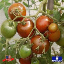 80 Tomato Seeds Black Prince Heirloom Non Gmo 75% Off Home Garden - £9.15 GBP