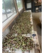 Egyptian Walking Onions 500 Bulbs 2025 Harvested Organic - $272.25