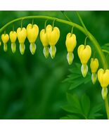 25 Yellow Bleeding Heart Perennial Flowers Seeds - $19.11