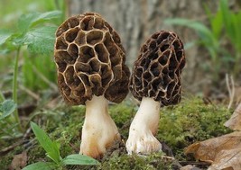 15 g Organic Mushroom Spawn Mycelium TRUE MOREL Mushroom Growing Fungi C... - $8.54