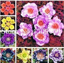 100Pcs Helleborus Seeds Mixed 8 Types Garden USA Seller - $20.00