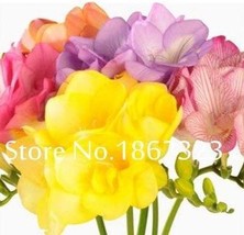 200  pcs Freesia Bonsai Garden Freesia Bulbs Flower Bonsai Flower Flowers Orchid - £8.24 GBP