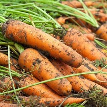 1000 Kuroda Shin Carrot Seeds Us Grown Seed Fresh Seeds Fast Shipping - £10.87 GBP