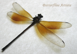 New Dragonfly Ochraceous Darkie Euphaea Sanguineai Framed Entomology Sha... - $58.99