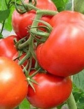 ArfanJaya Tomato Rutgers Determinate 15+ Organic Seeds Non-Gmo Open Poll... - £6.56 GBP