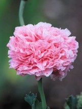 300 Organic Rose Peony Poppy Pink Papavegetabler Peoniflorum Flower Seeds Fresh - £15.72 GBP