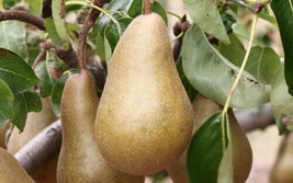 VP Beurre Bosc Pear for Garden Planting USA 25+ Seeds - £6.49 GBP