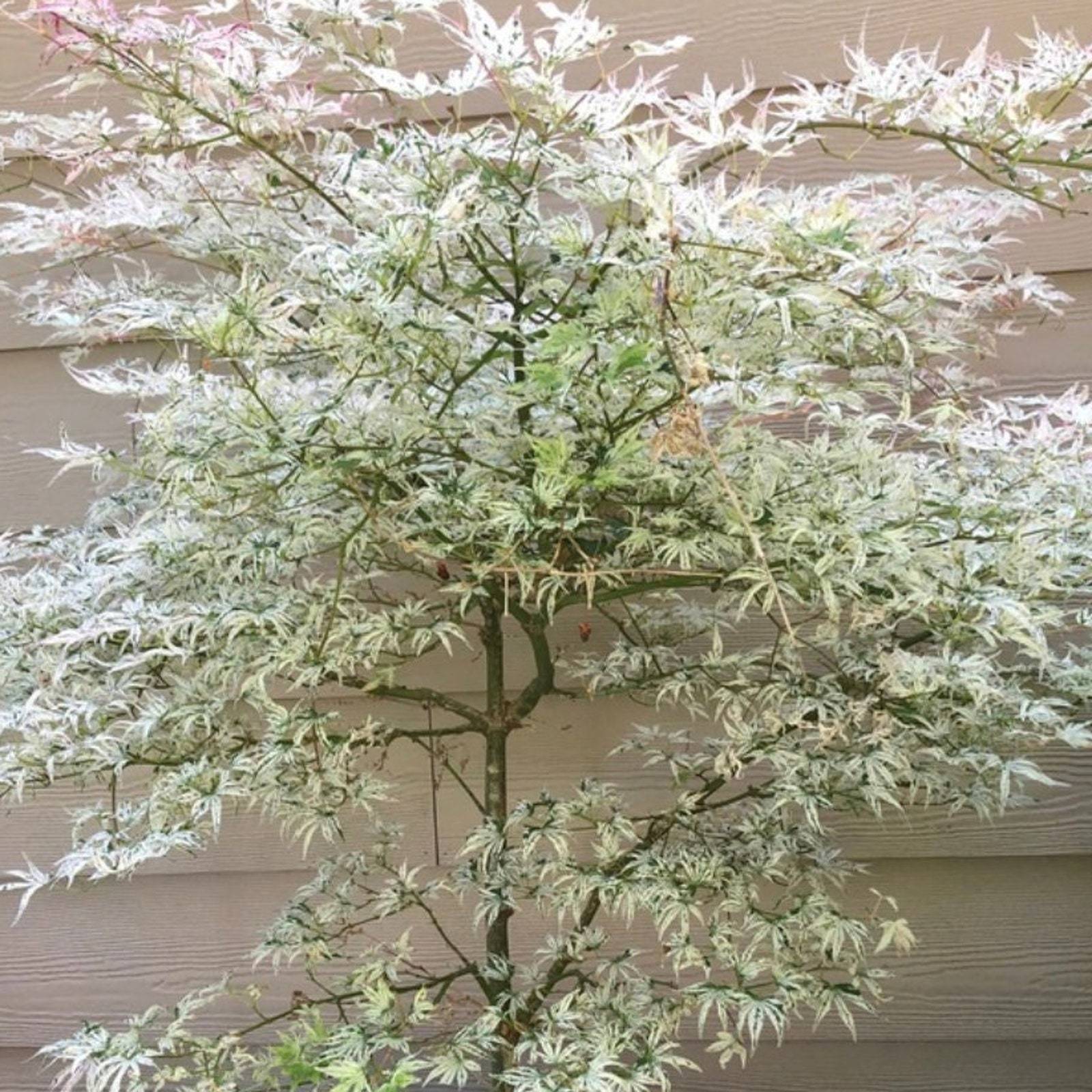15 Ukigumo Japanese Maple Tree Seeds Variegated Japanese Maple Acer