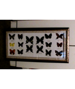 16 butterflies mounted and framed, wood frame  &amp; transparent plastic top... - £31.16 GBP