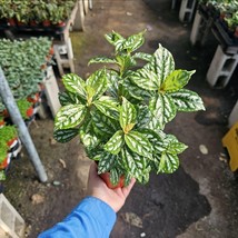 Item image 1