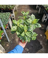 Pilea Watermelon | Aluminum Plant | Pilea cadierei | 4in pot - $19.21 CAD