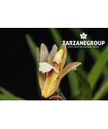 MAXILLARIA UNCATA SMALL ORCHID SPECIES POTTED - $37.00
