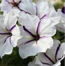 200 Heirloom Snow White Petunia With Five Purple Stripes Annual Garden S... - $91.79 MXN