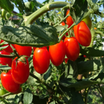 Artisan Purple Bumblebee Cherry Tomato 100 PCS Seeds - $9.28