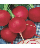 500 Champion Radish Seeds Radish Large Radish - £5.26 GBP