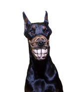 Pet Gift Funny dog muzzle Hand painted Smile dog muzzle Doberman muzzle ... - $85.00