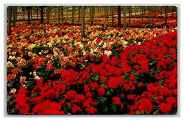 Begonia Gardens Santa Cruz California CA UNP Chrome Postcard N24 - £2.25 GBP