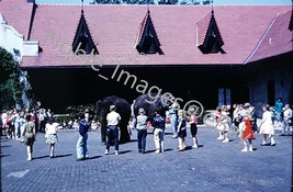 1961 Busch Gardens Children Viewing Elephants Tampa Kodachrome 35mm Color Slide - £2.78 GBP