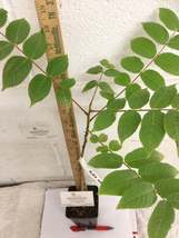 Black Walnut tree 4" pot image 2