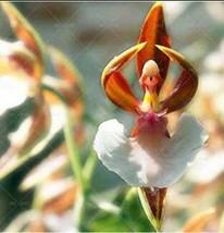 200 Japanese Monkey Face Orchid Flower Seeds for Garden - £12.33 GBP